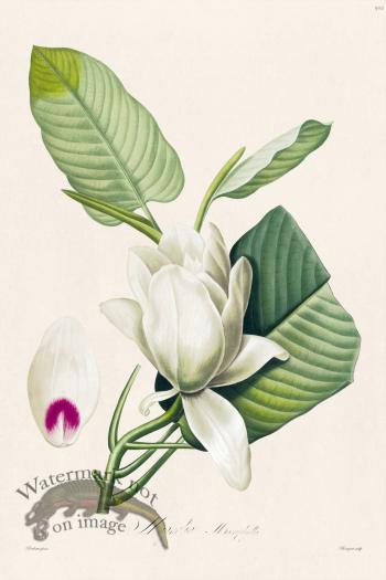 Les Liliacees Redoute 502